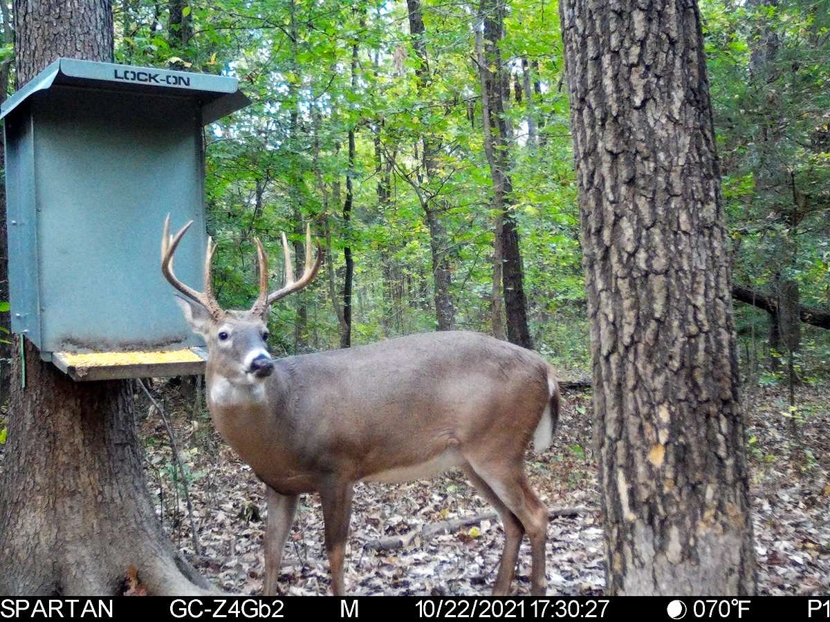 The buck showed up in early October, then disappeared for nearly a month. The buck showed up in early October, then disappeared for nearly a month.