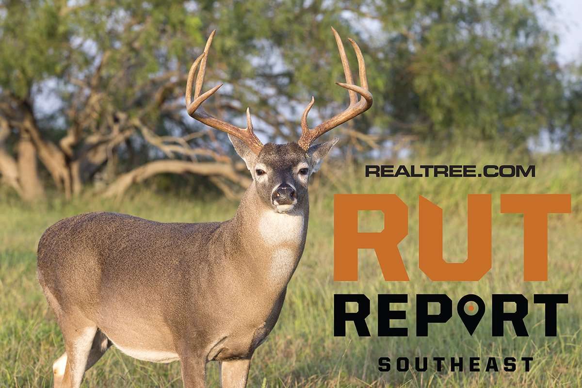 Southeast Rut Report: Spotty Mast and Weather, Buck Sign on the Rise - c_dennis_w_donohue-shutterstock-se