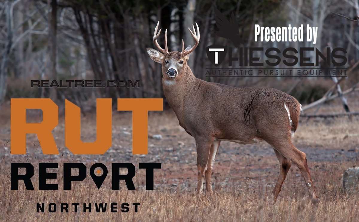 Northwest Rut Report: The Pre-Rut Is Gearing Up - Realtree Camo