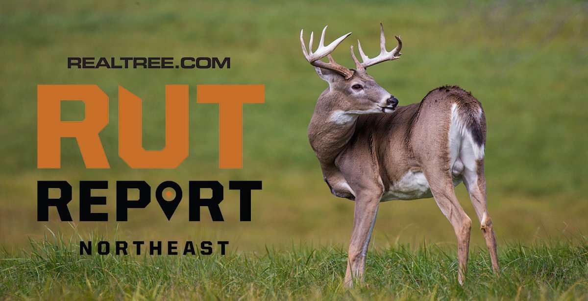 Northeast Rut Report: Peak Rut Is On! - c_mircea_costina-shutterstock-ne