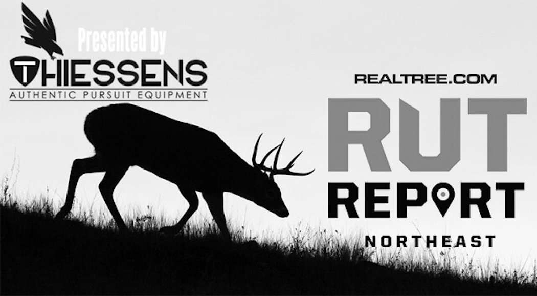 Northeast Rut Report: Bucks Are Back on Their Feet - c_tom_reichner-shutterstock-ne
