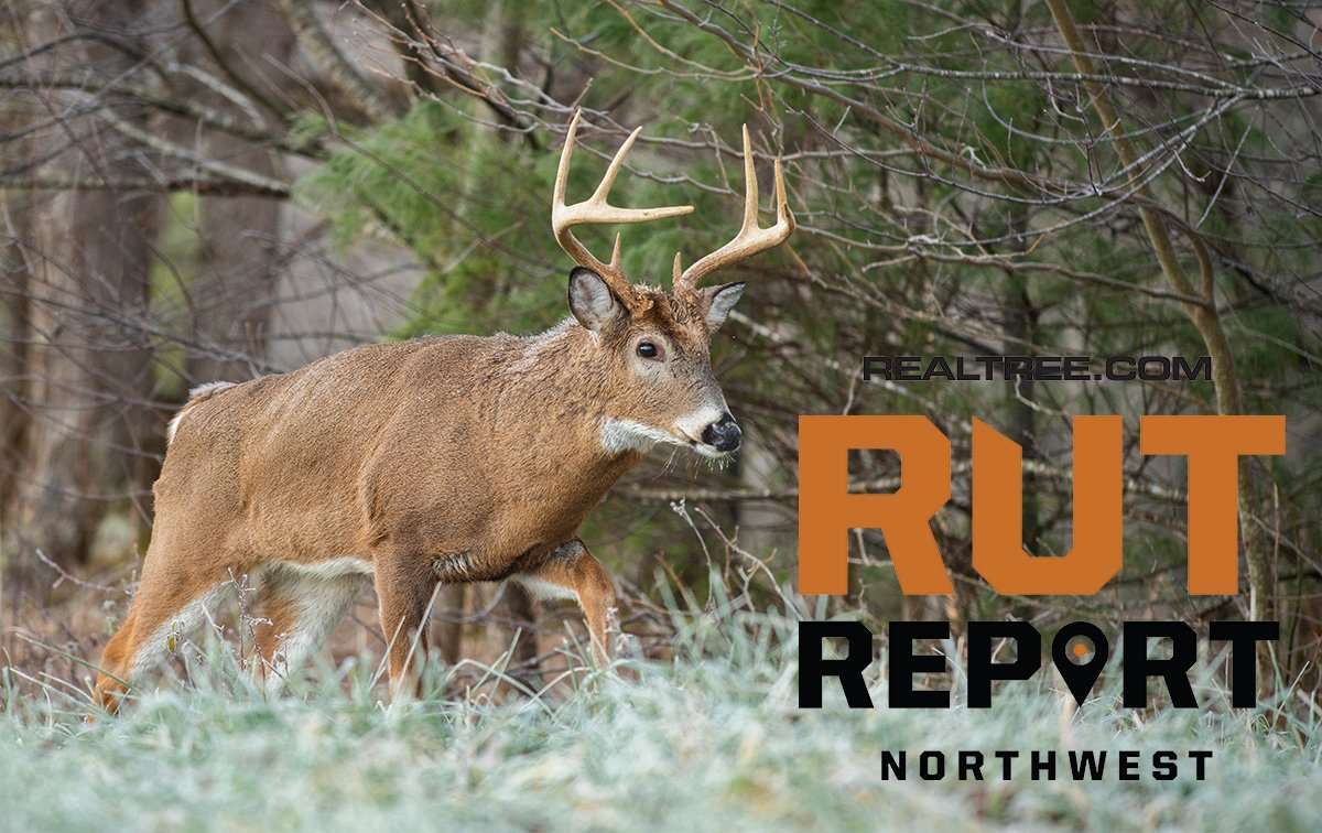 Northwest Rut Report: Cold Weather Has Deer Moving but Not Rutting Yet - c_tony_campbell-shutterstock-nw