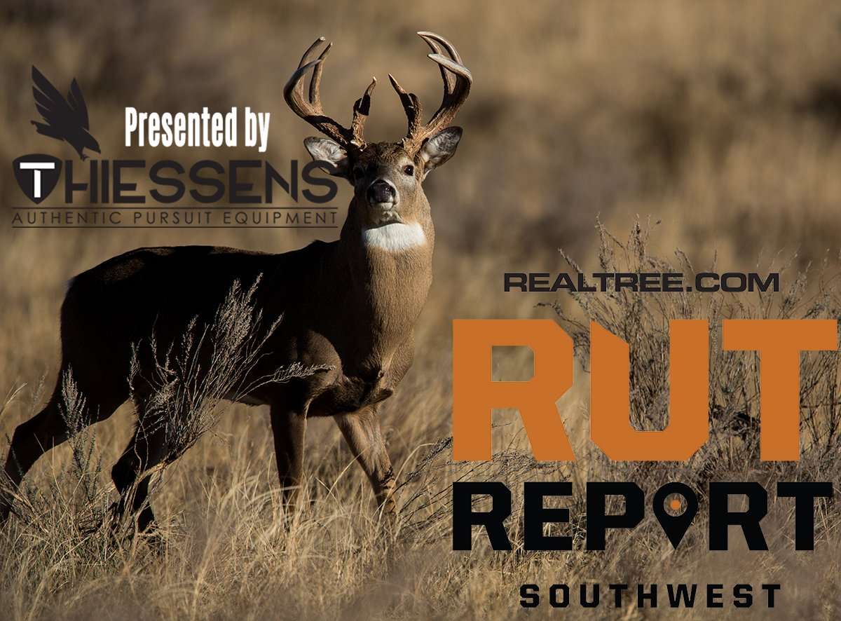 Southwest Rut Report: Bucks Are Beginning to Feel It - c_william_t_smith-shutterstock-sw