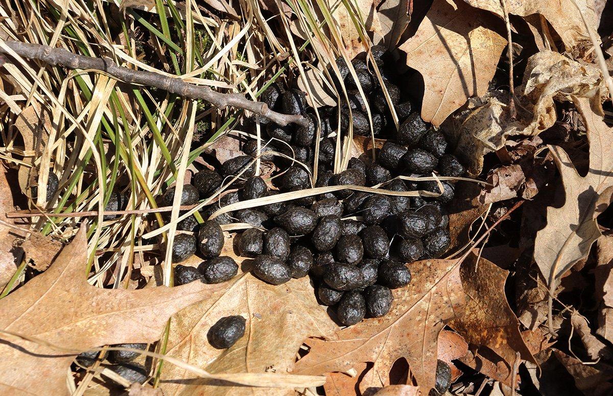 Deer dung is full of secrets. You can learn a lot by studying deer poop. (Shutterstock / Aaron J. Hill photo)