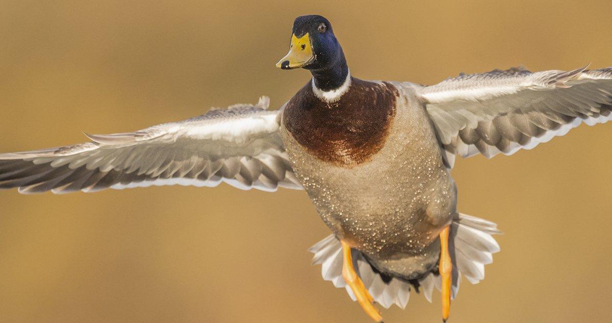 Hunters love to see birds decoy within spitting distance, but such shot opportunities aren't ideal. Photo © Abi Warner/Shutterstock