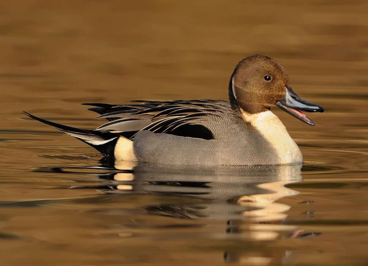 Photo © Martin_Pelanek/Shutterstock Photo © Martin_Pelanek/Shutterstock