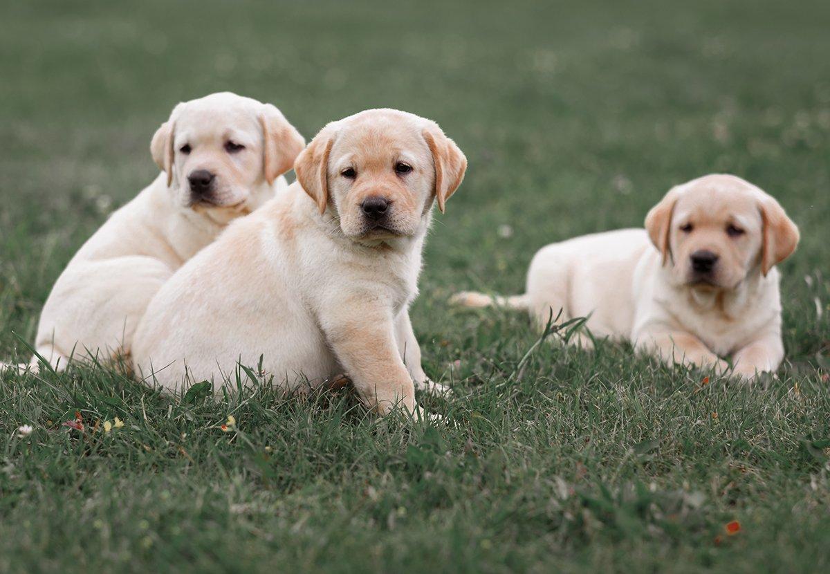 How to pick your puppy. © Alexx60-Shutterstock photo