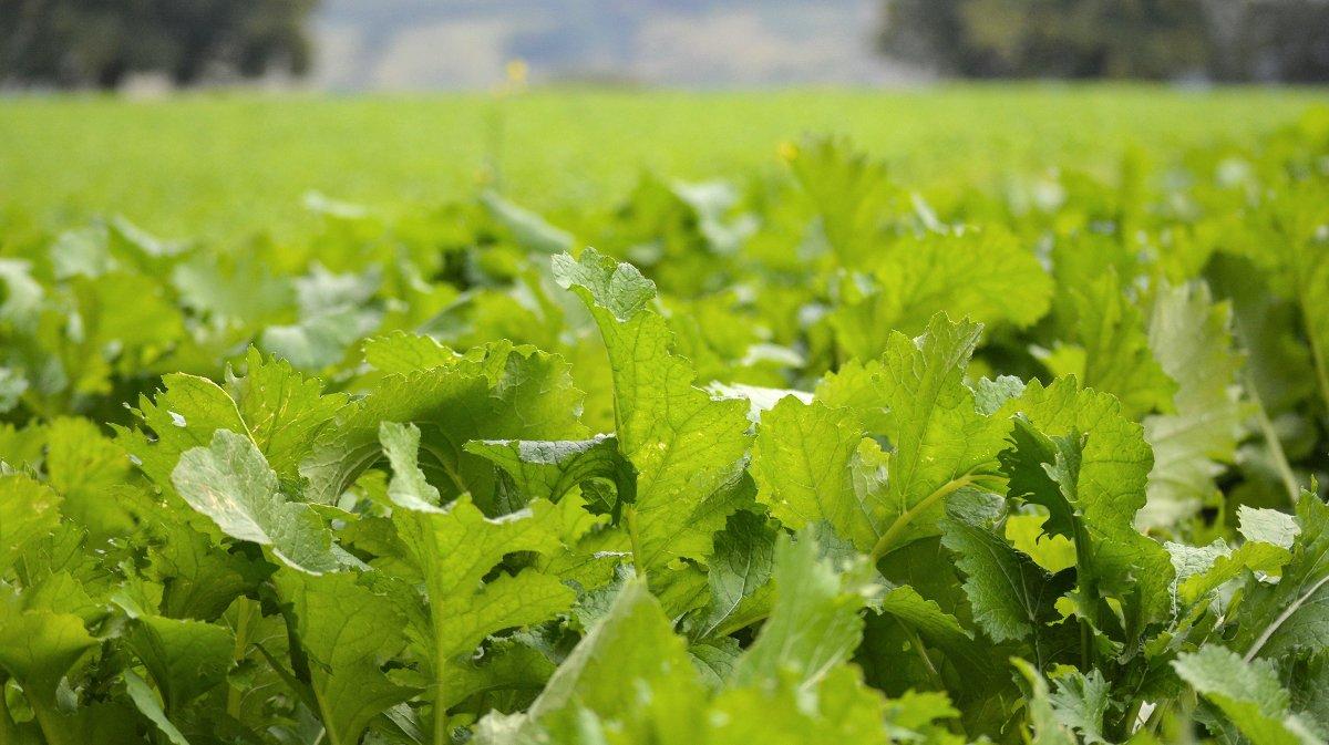 Have you ever planted turnips? (Shutterstock / Alice Eden photo)