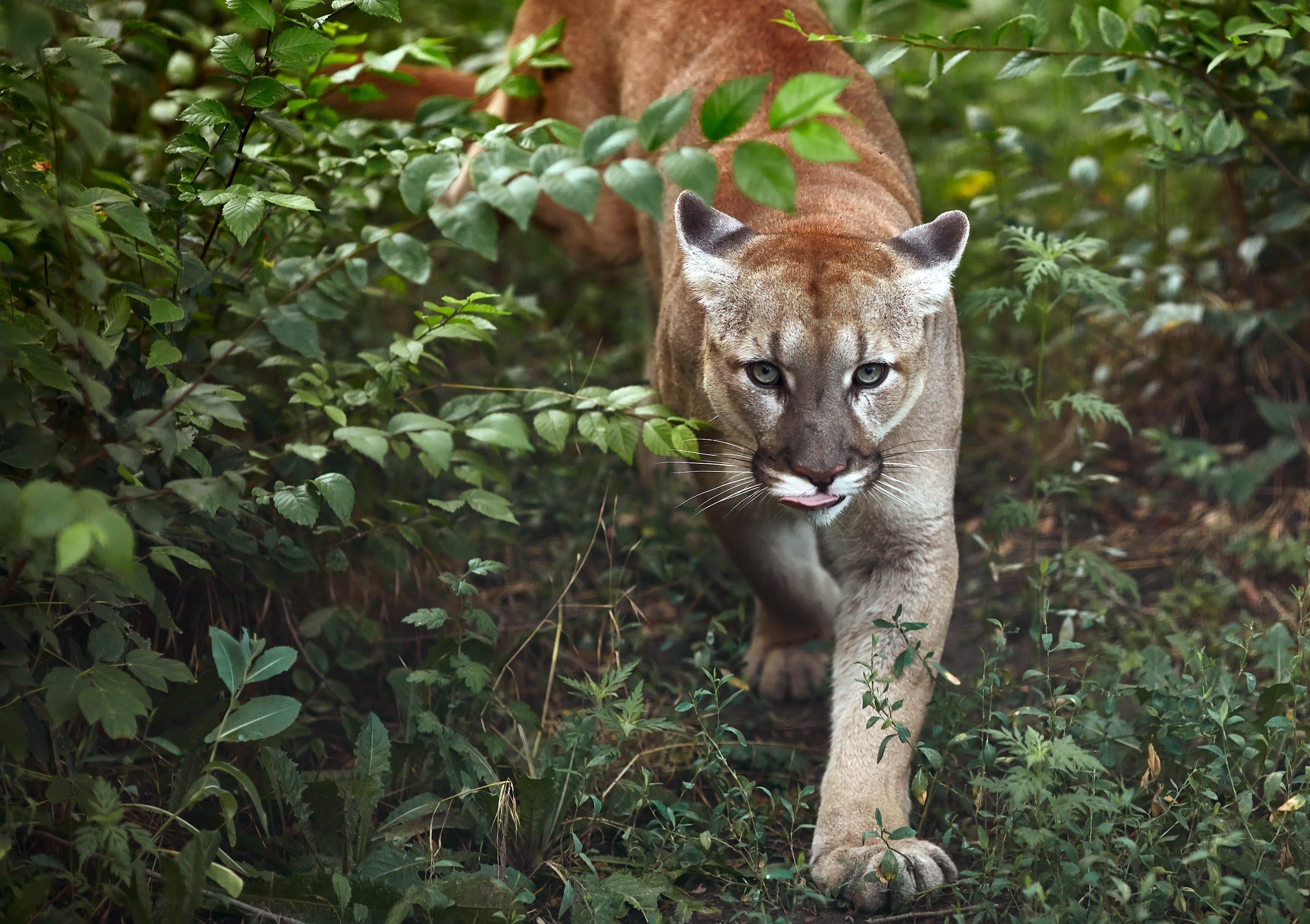 Image: californ_cougar