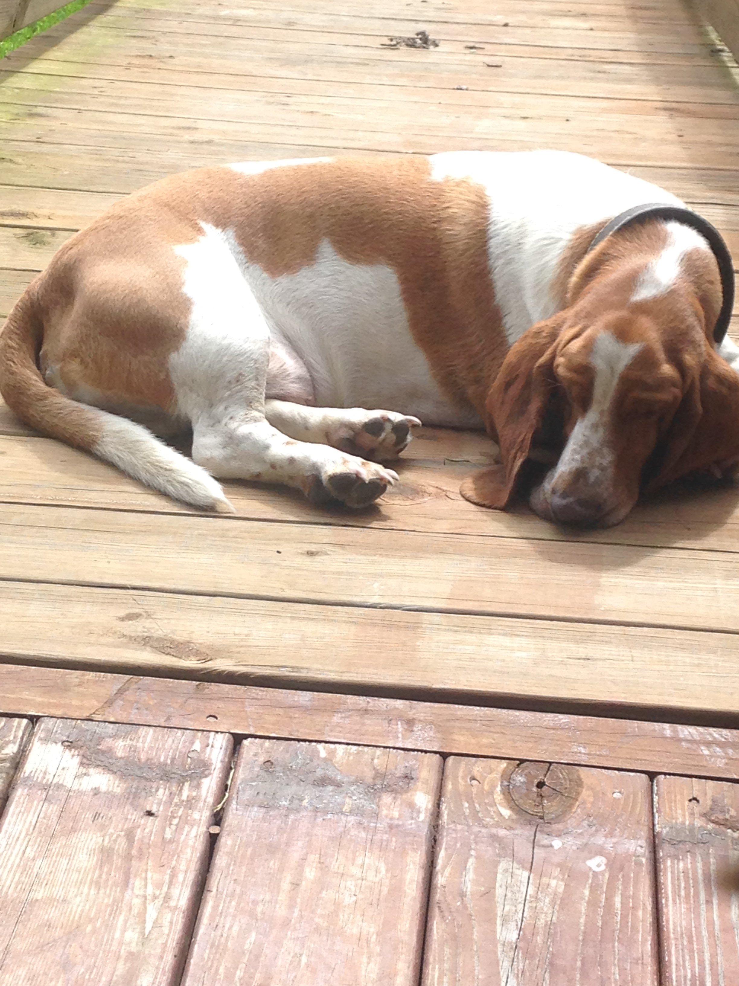 Even Winston, the camp hound, enjoyed a lazy weekend and the good food.