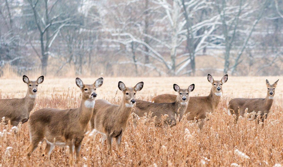 Do you have too many does on your hunting grounds? (Shutterstock / Amy Lutz photo)
