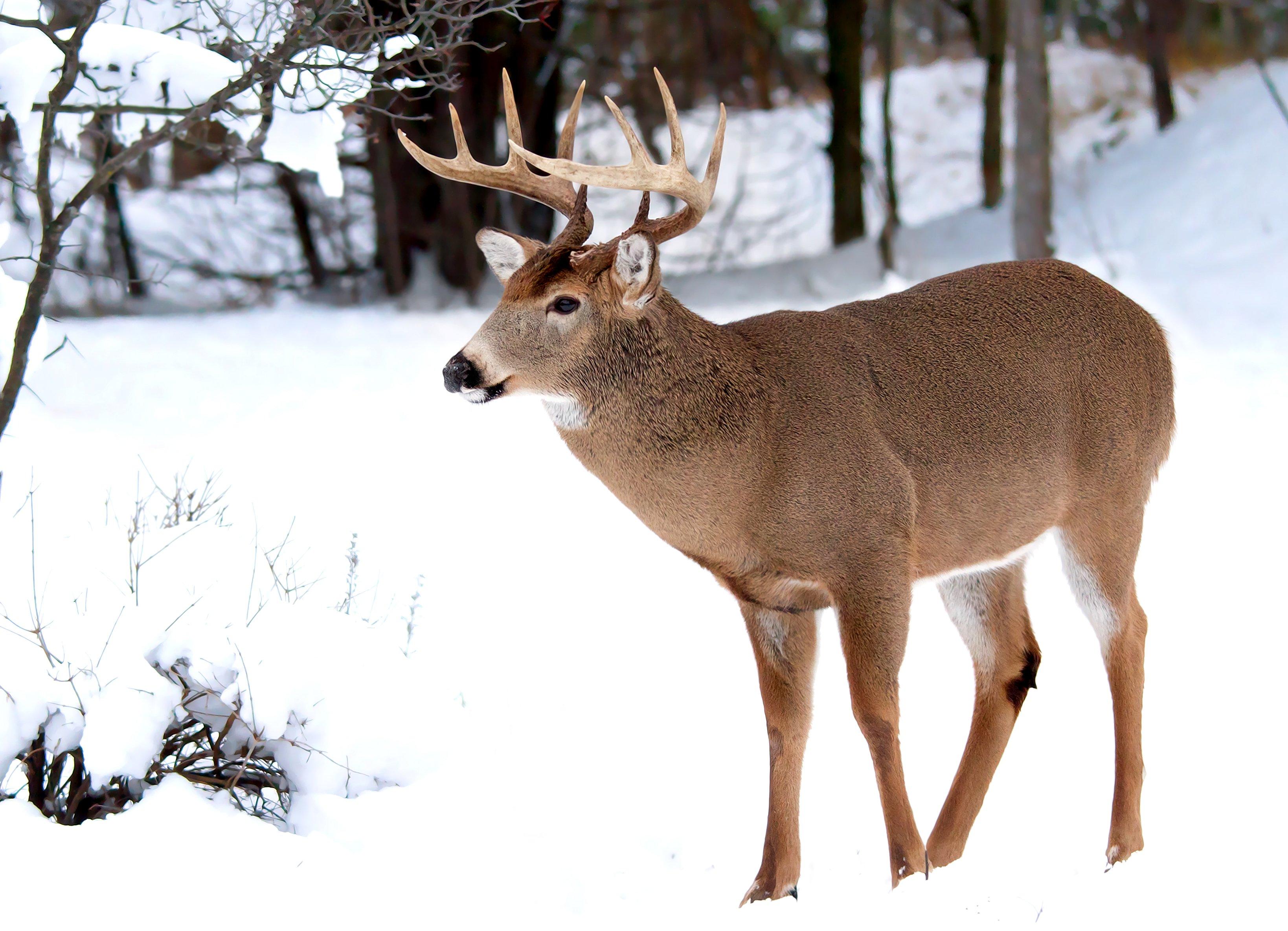 The 8 Best Big Game Hunts in Canada - Realtree Camo