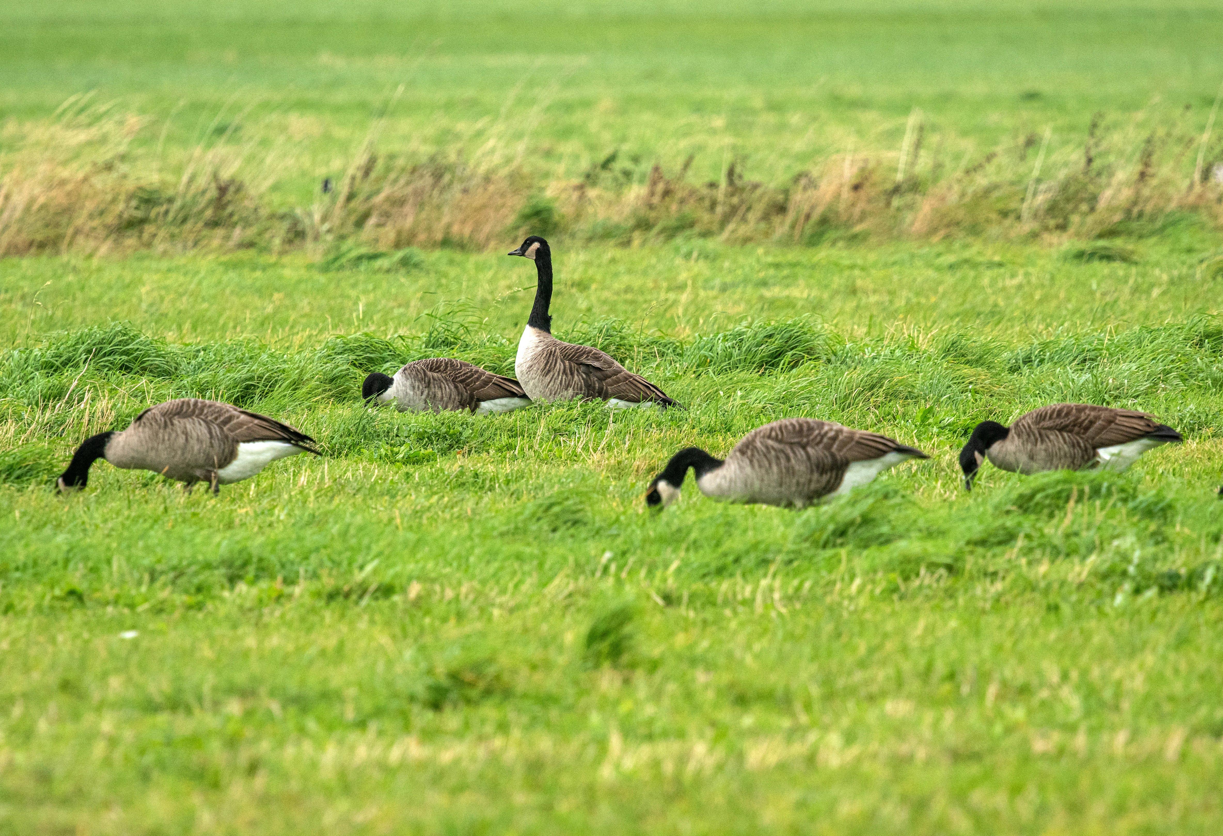 Image: canadas_field_grass