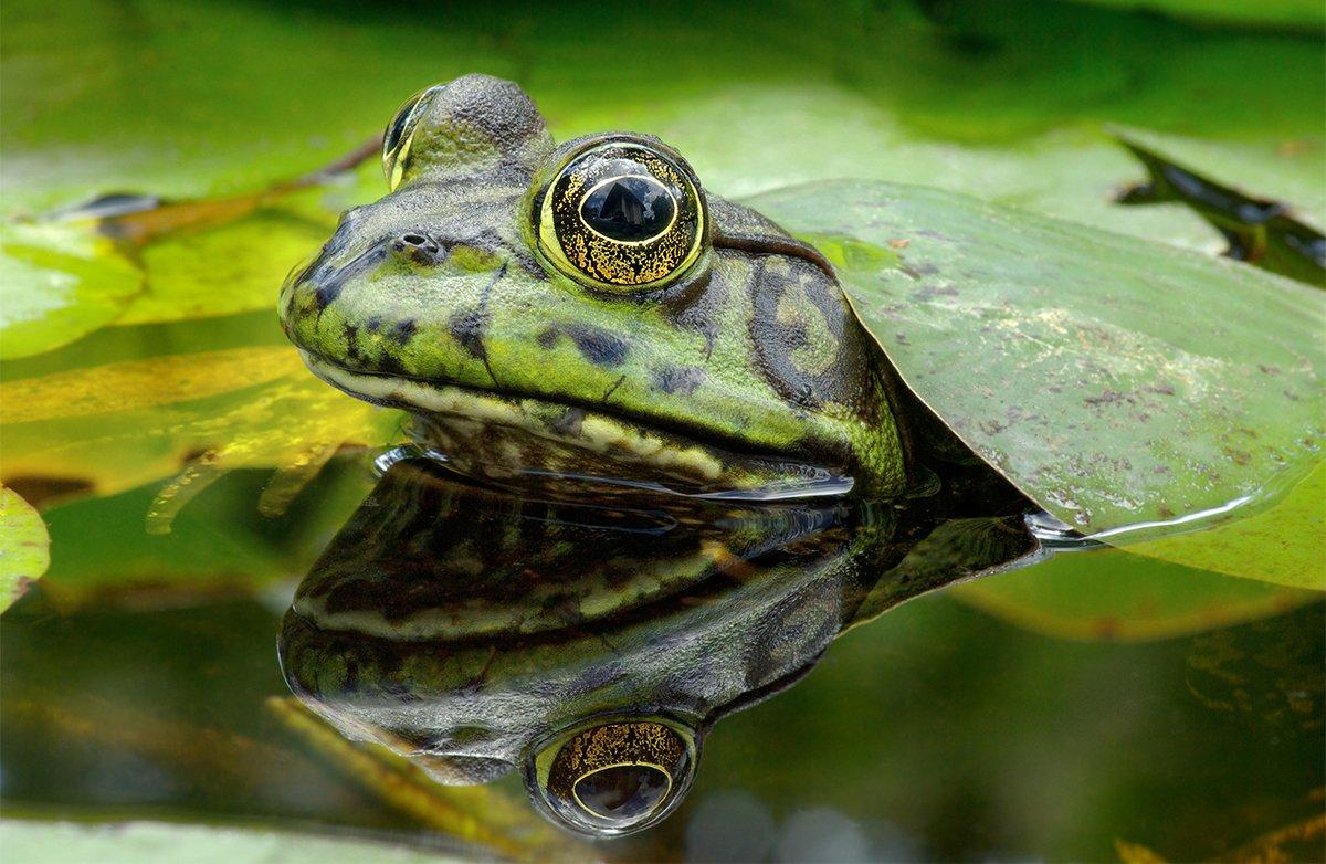 Big, mature bullfrogs are your target. 