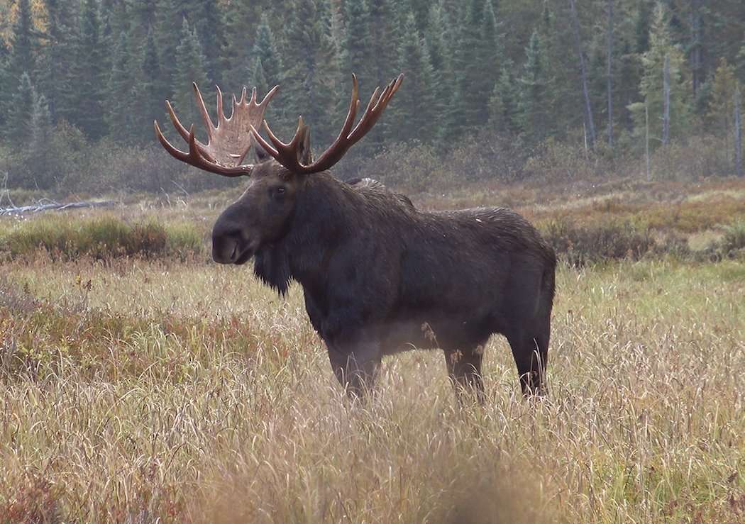 Canada Moose