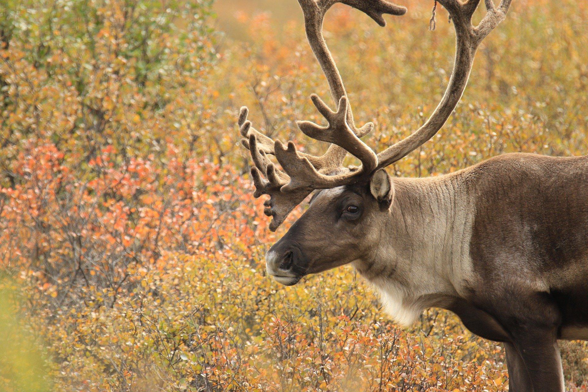 Heading to Alaska to hunt caribou? Pair it with a salmon fishing adventure. Image by Darron McDougal