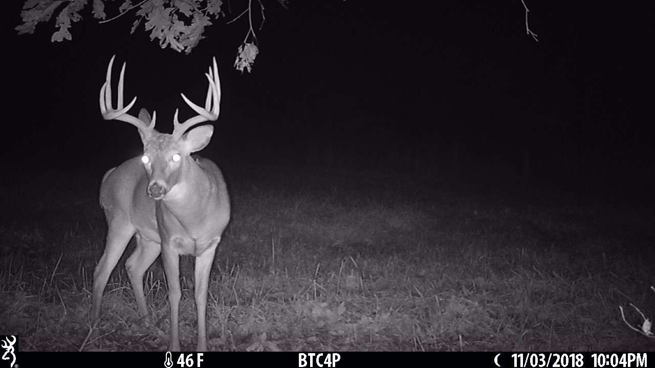 Drake captured photos of the buck in 2018, but then it disappeared for a full season. 