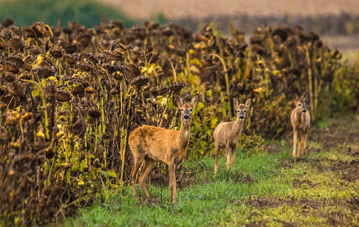 Have you ever planted sunflowers for wildlife? (Shutterstock / Aron M. photo)