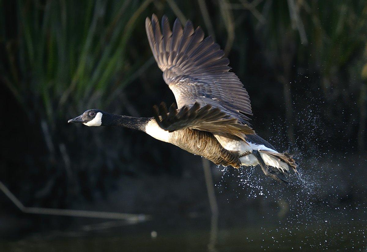 Local Canada geese might seem gullible to the uninitiated, but these birds are sharp and skilled at avoiding hunters. Photo © Arto Hakola/Shutterstock
