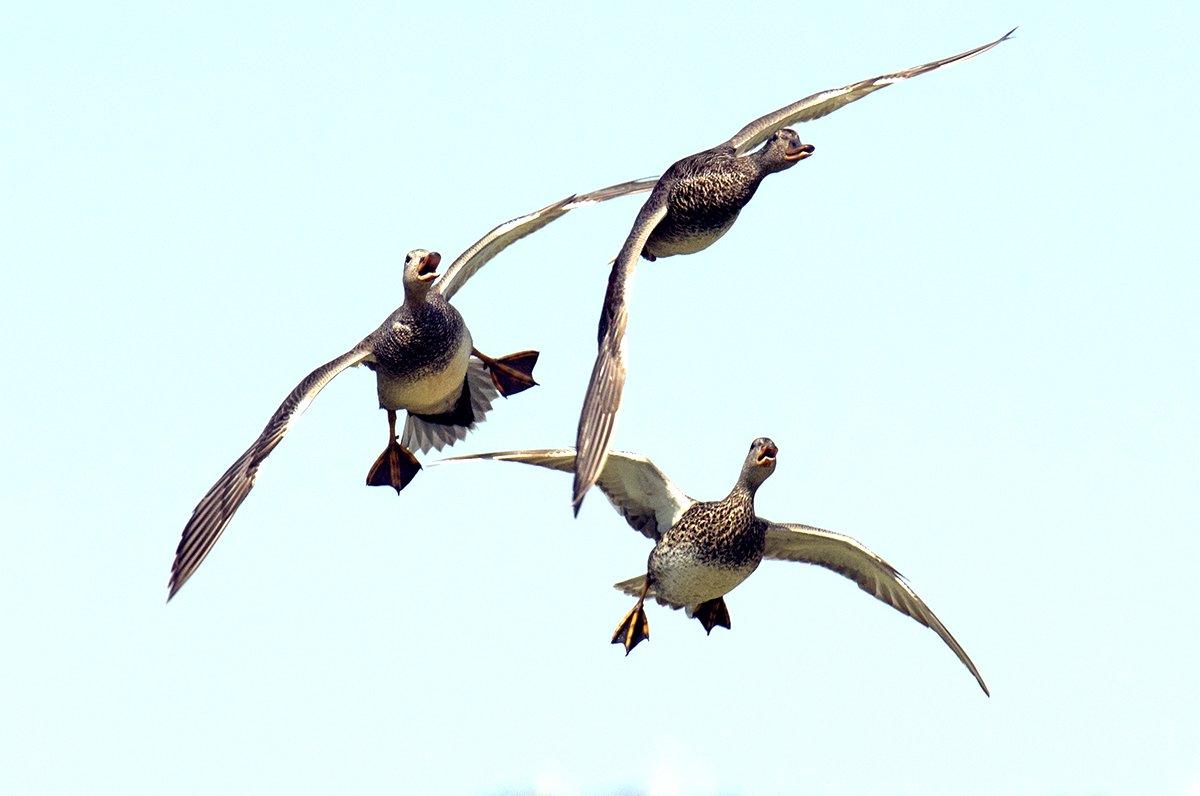 The 2017 gadwall population estimate hit an all-time high of about 4.18 million birds. Photo © A.S. Floro/Shutterstock