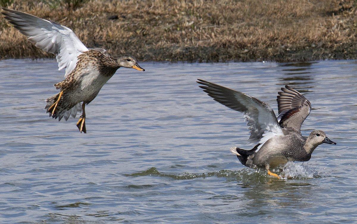 They Work When Mallards Won't