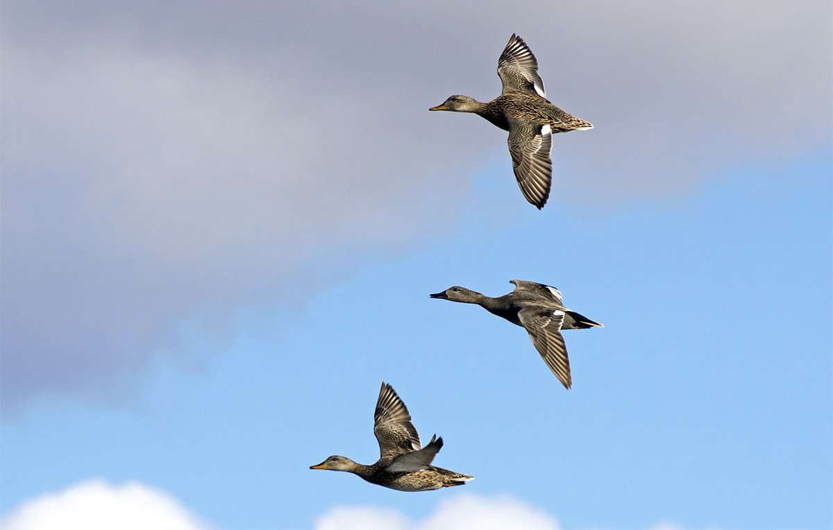 As always, gadwalls are abundant throughout northern portions of the Central Flyway. Photo © A.S. Floro/Shutterstock