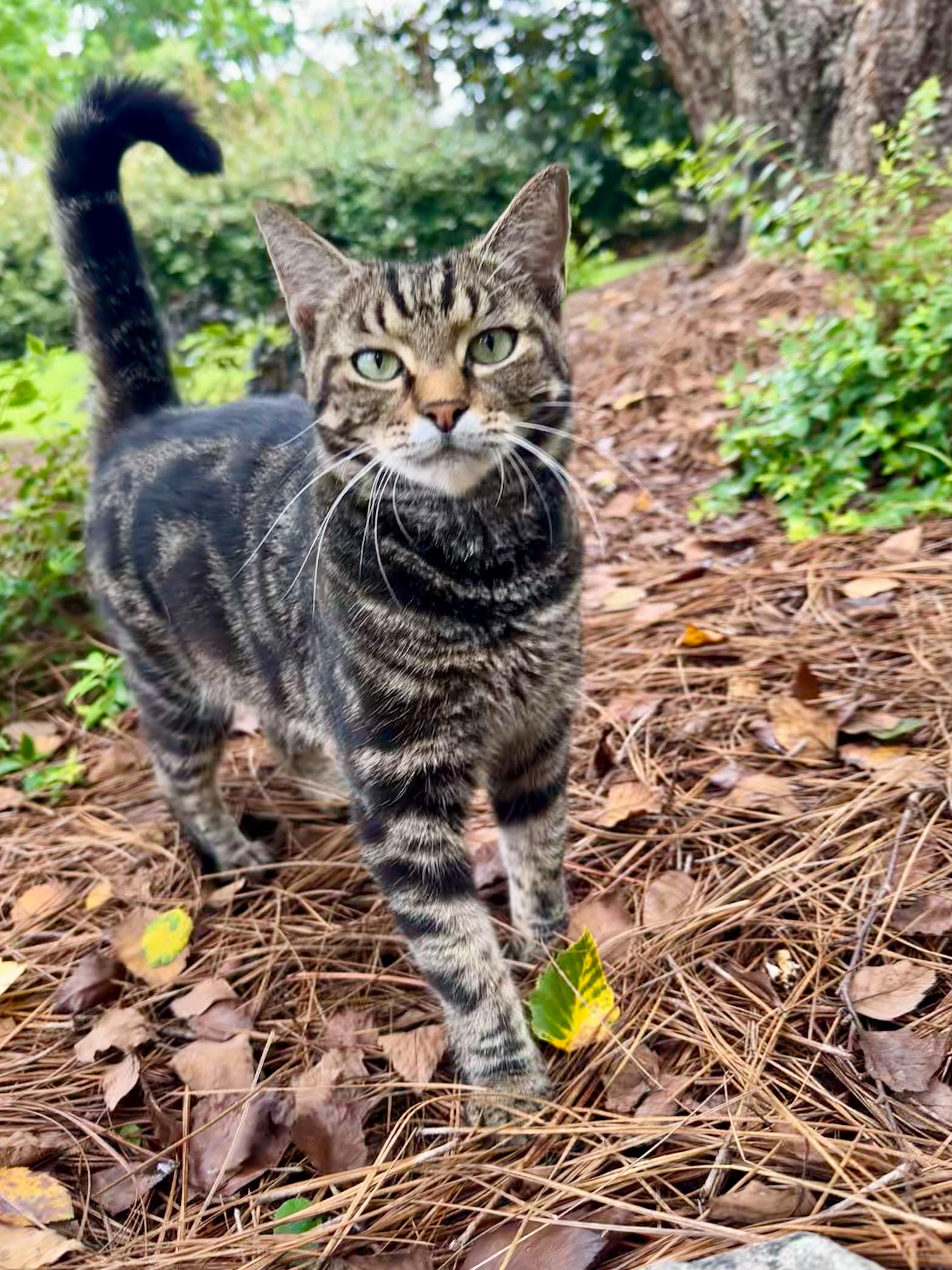 Image: cat-1