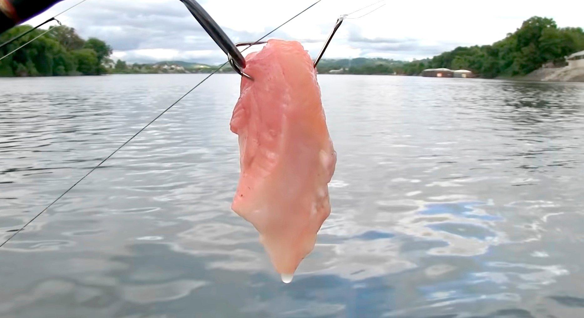 Packing chicken liver for bait 