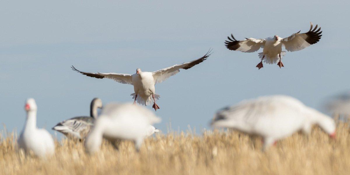 Traditional spring snow goose hotbeds still produce, but some lesser-known areas might surprise you. Photo © Austin Ross