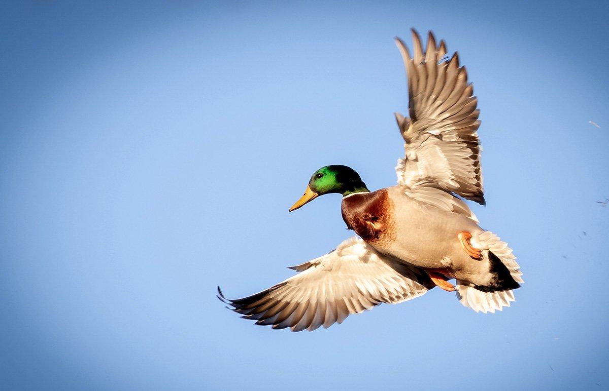 Duck and goose hunting, with its painted skies and mystical sounds, holds an appeal unlike any other outdoor pursuit. Photo © Austin Ross