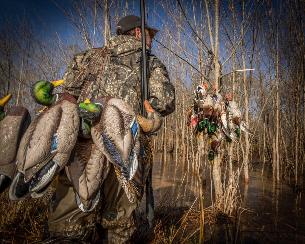Don't just throw and go this season. Configure decoys so you attract birds and bring them sure-kill close. Photo © Austin Ross
