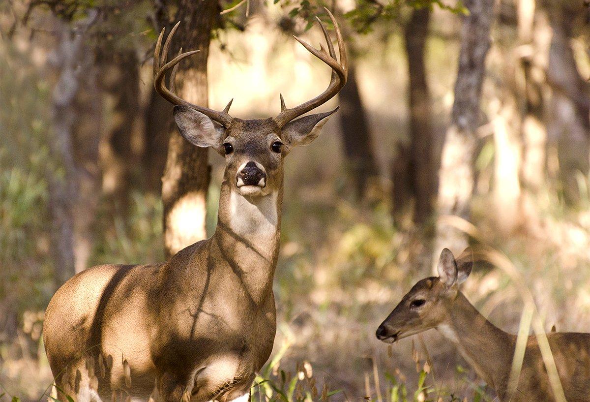 What are your thoughts on buck-to-doe ratios? (Shutterstock/Berry Medley photo)