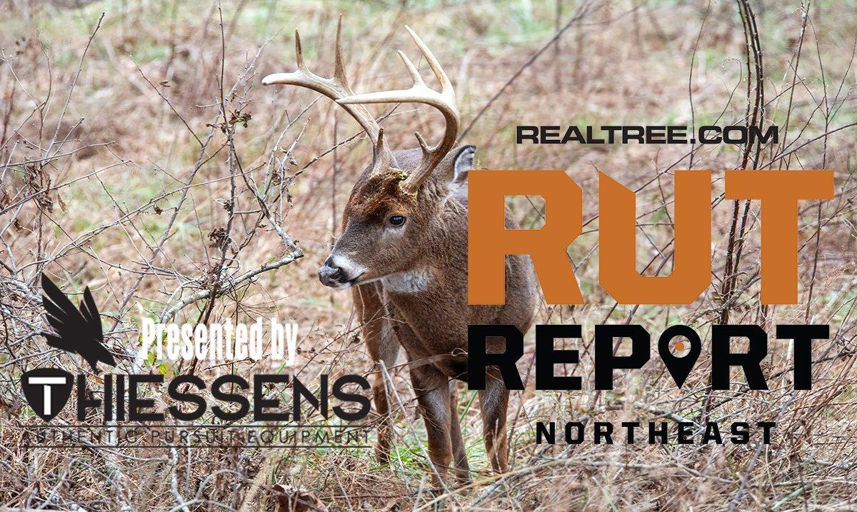 Northeast Rut Report Now Entering the Lockdown Phase Realtree Camo