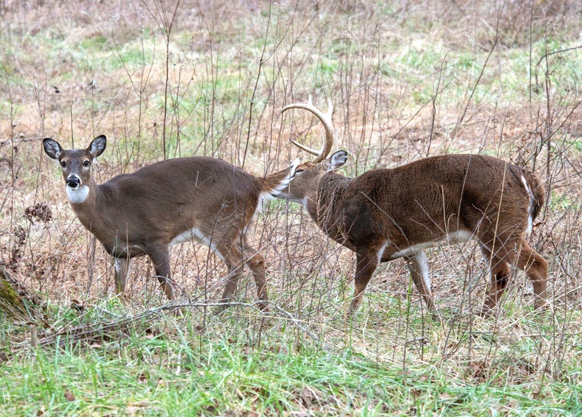 The rut can be awesome. Or it can be a dud. But these tips will help swing the odds in your favor. (Shutterstock / Betty Shelton photo)