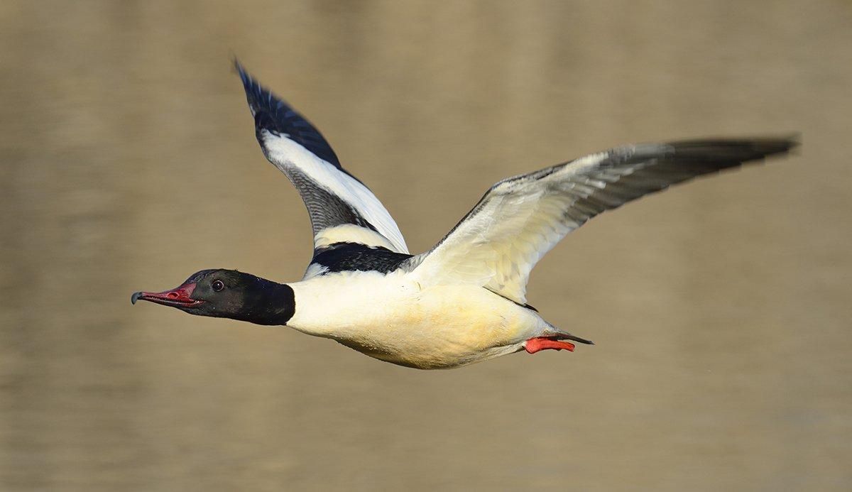 Mergansers get nothing but scorn from hunters up and down the flyways. Still, they're kind of cool. Photo © Bildagentur Zoonar GMBH/Shutterstock