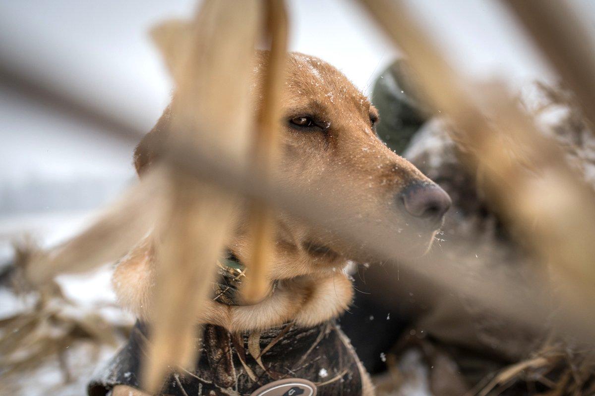 Motionless and out of sight, this pup is well hidden from approaching waterfowl. Photo © Bil Konway