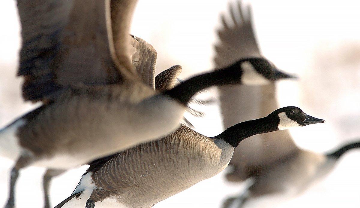 You can't always find a hot corn field. Use these overlooked tactics to kill honkers when they don't follow the rules. Photo © Bill Konway 