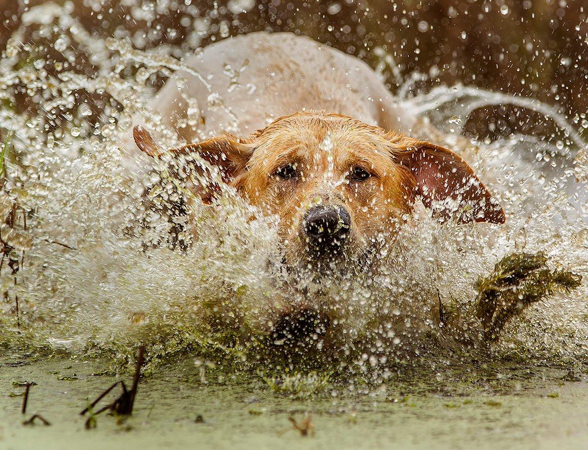 Any solid retrieve is great. Still, some stand out from others. Photo © Bill Konway