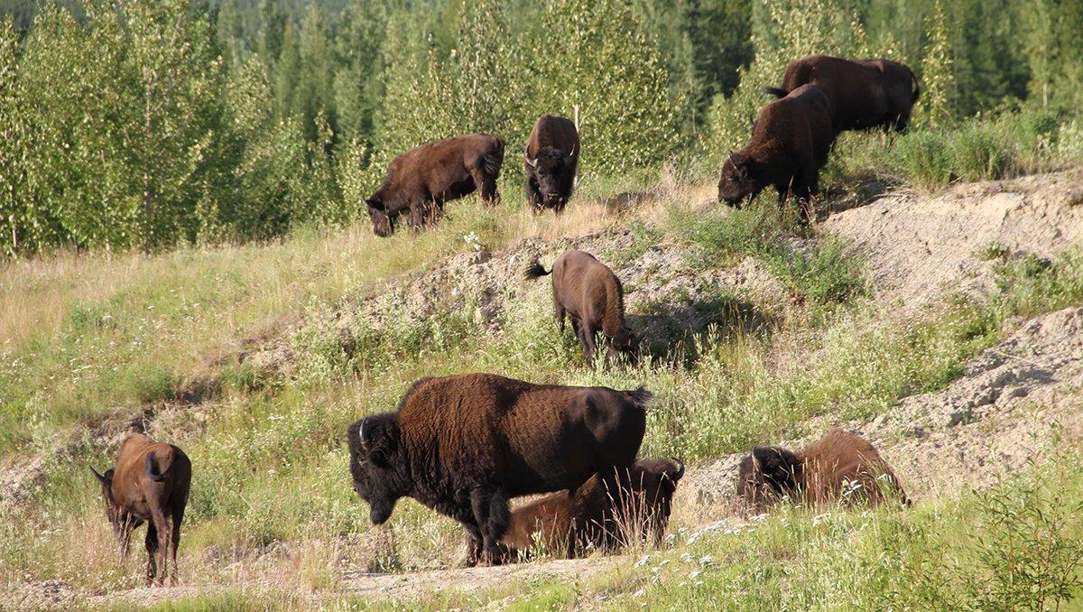 Steven Rinella's Near-Death Buffalo Hunt - Realtree Camo