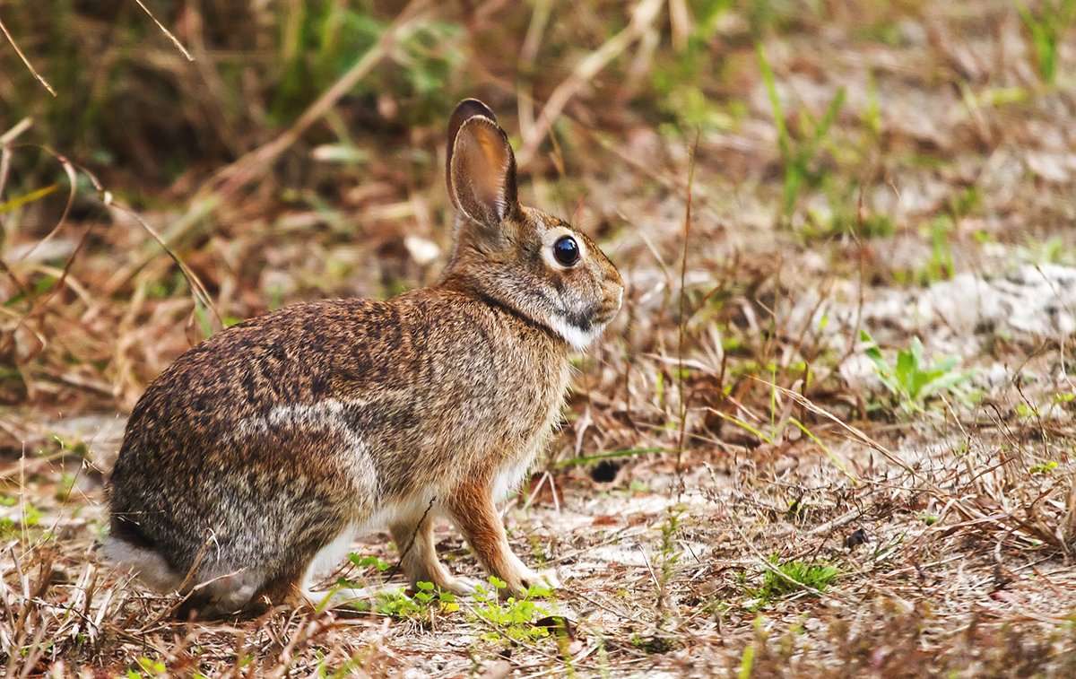 Hunting the Modern Cottontail Rabbit - Realtree Camo