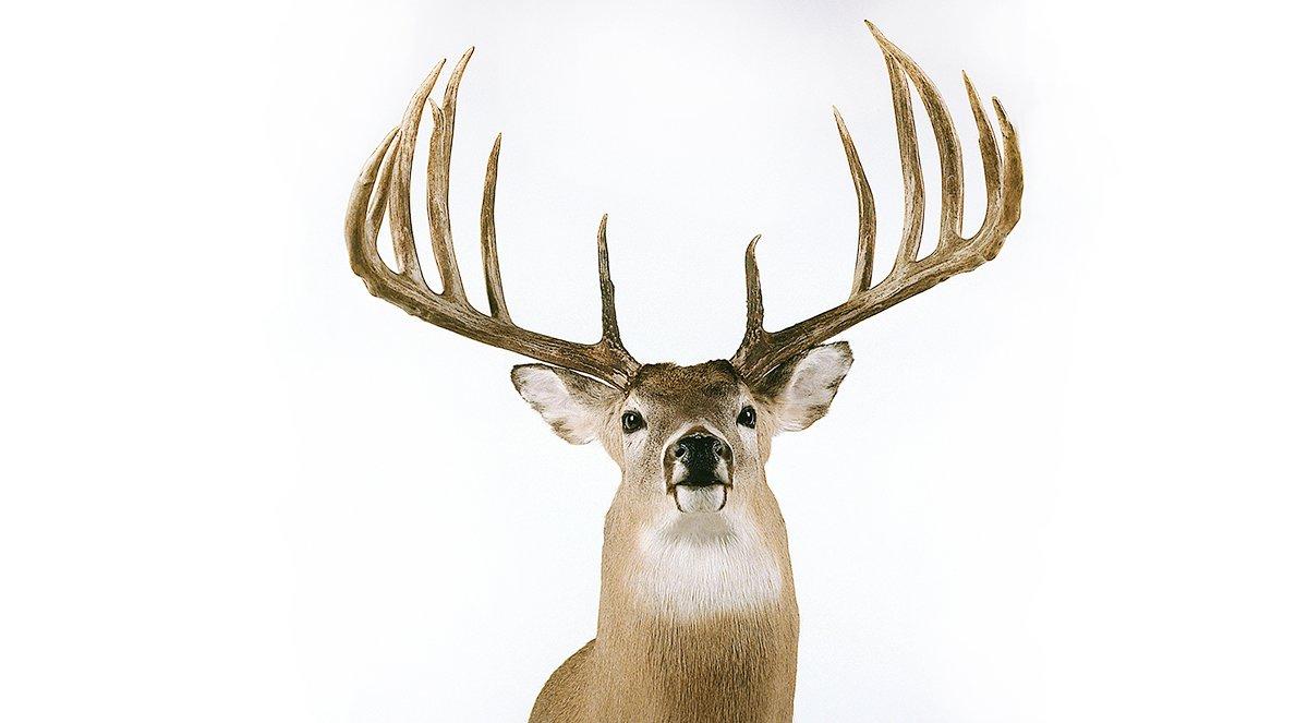 The Hanson buck's massive typical frame scores 213 5/8 inches. (Boone and Crockett Club photo)