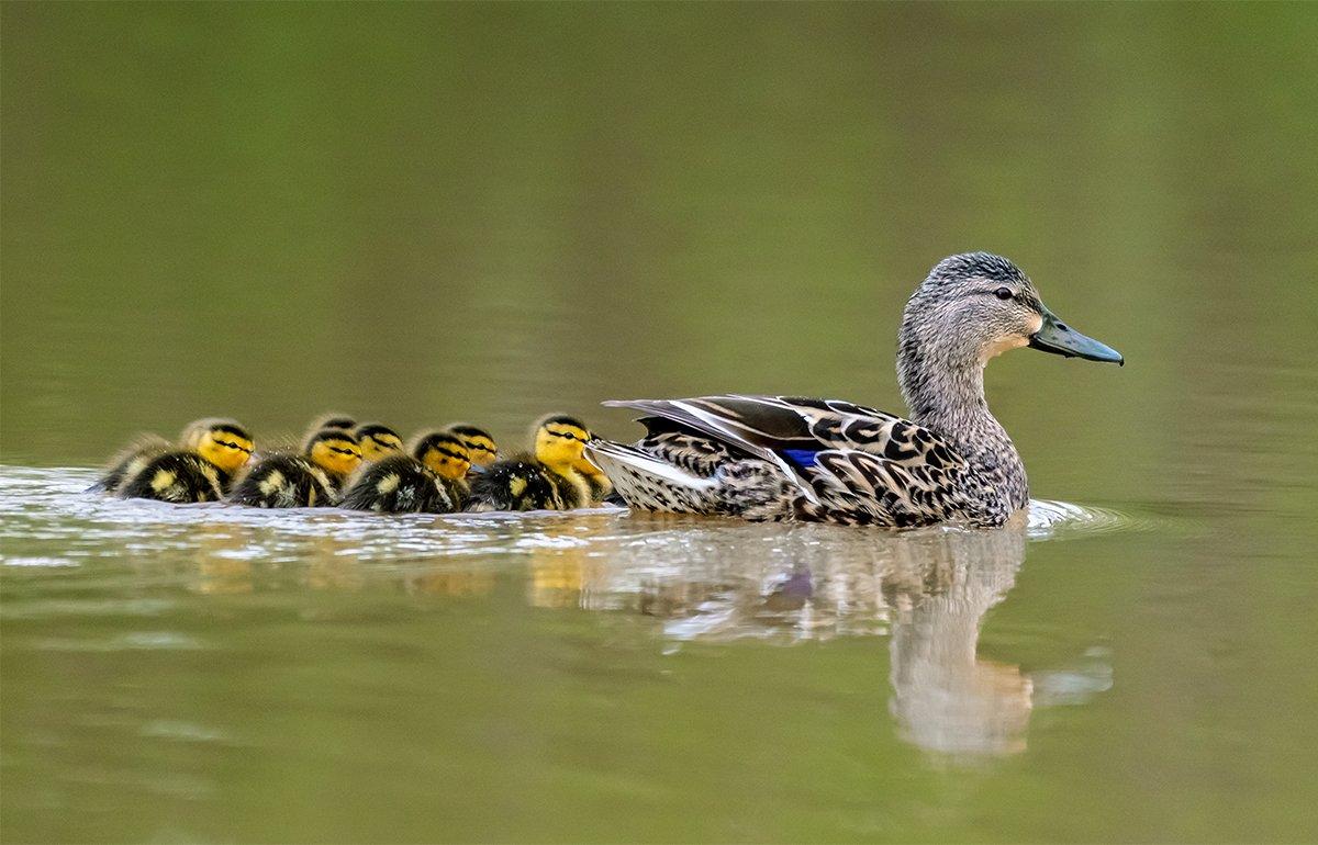 Dry conditions prevailed this spring in prairie Canada, but the north-central United States was wet. Photo © Brent Grieves/Shutterstock