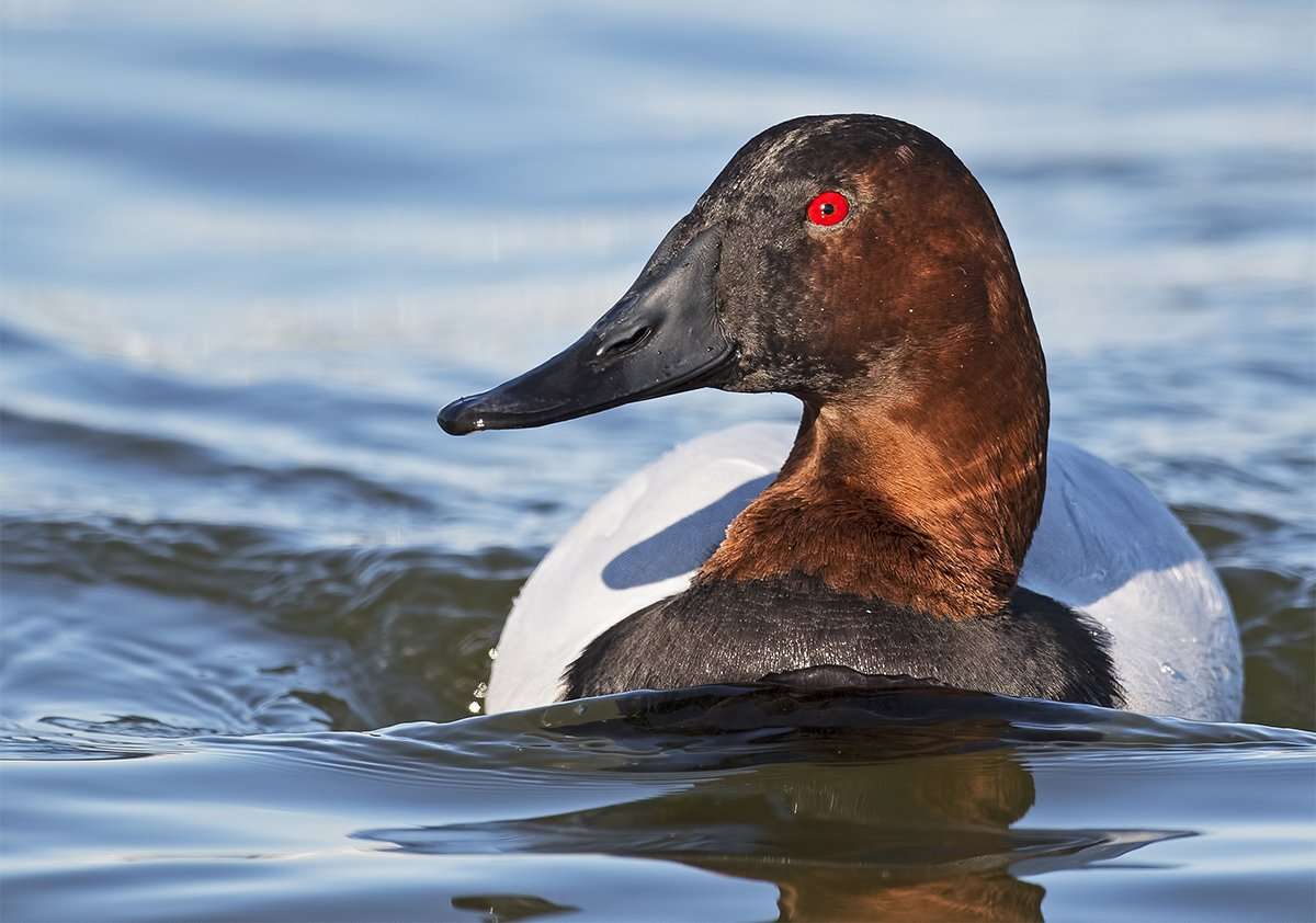 Canvasbacks and other diving ducks are showing up in strong numbers at the Mississippi River and other locations. Photo © Brian E. Kushner/Shutterstock
