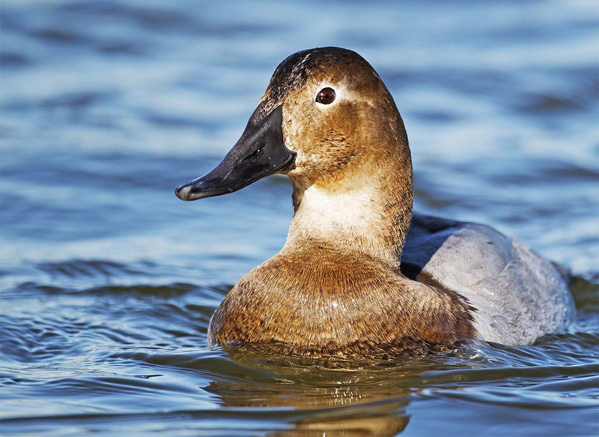 Nesting canvasbacks in southwestern Manitoba face a wide array of threats, according to Delta Waterfowl research. Photo © Brian E. Kushner/Shutterstock