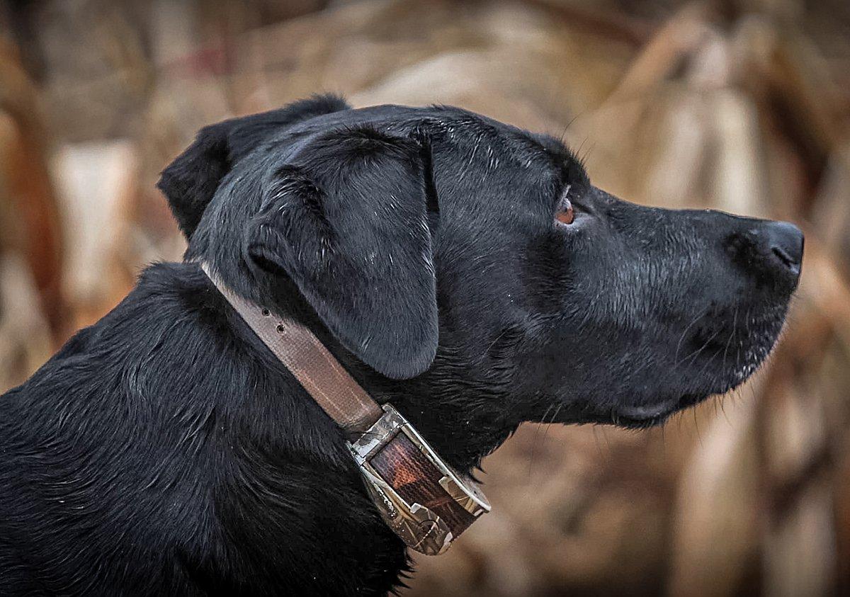 Hunters aren't the only ones longing for duck season. Your retriever is dreaming about it, too. Photo © Tori Landsverk