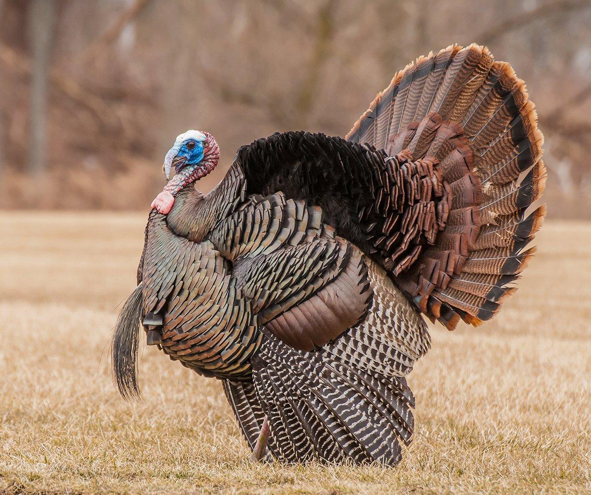 Turkey Hunting in Rhode Island. Image by Bruce MacQueen / Shutterstock