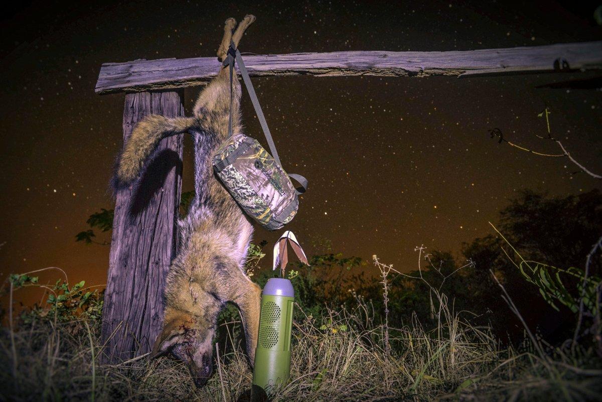 Tips and Techniques for Hunting Coyotes at Night - Coyote Light