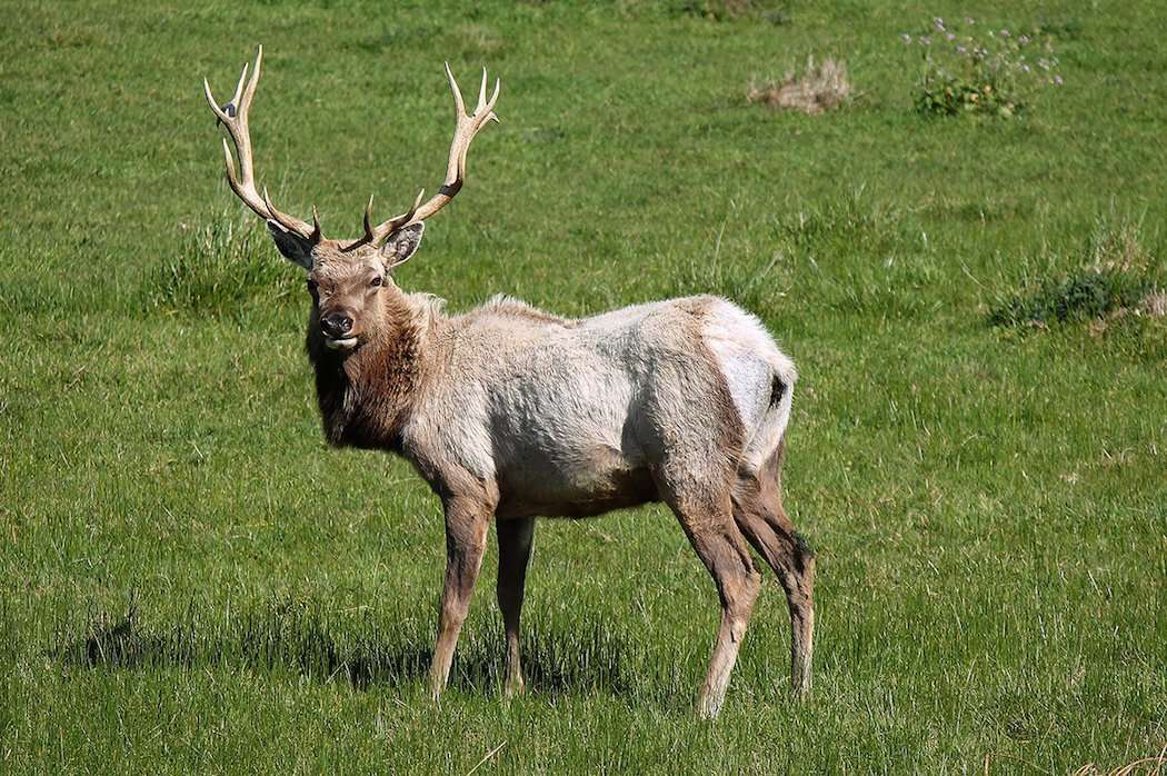 Tule Elk