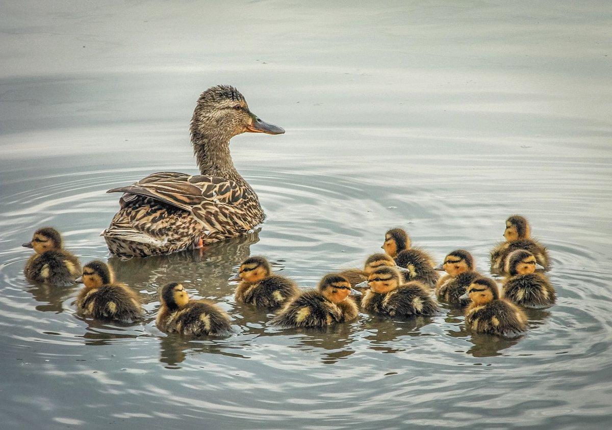 North Dakota mallard numbers this spring basically held steady, but greenwings were down about 20 percent. Photo © Carrie Olson/Shutterstock