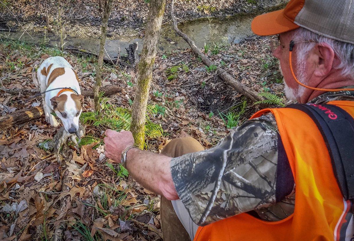 Squirrel hunting with dogs can be very effective on public land. 